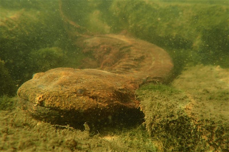 Ohio's Eastern Hellbender