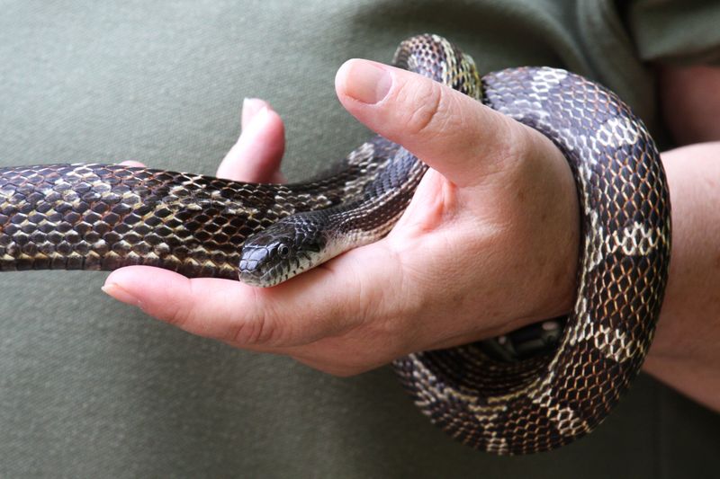 Ohio - Black Ratsnake