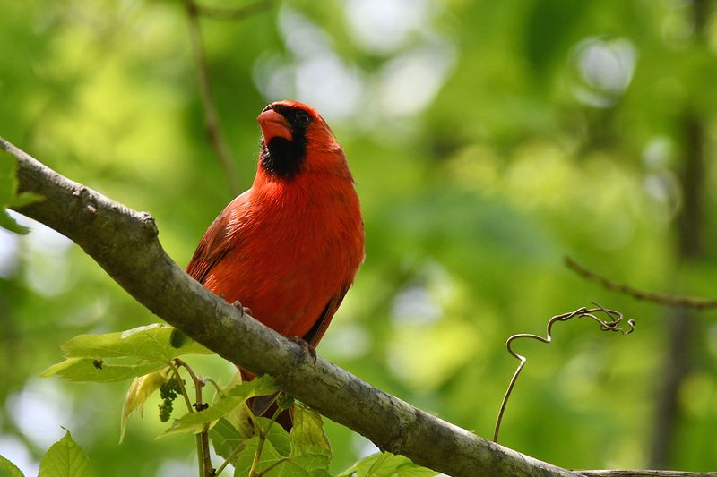 Ohio - Northern Cardinal