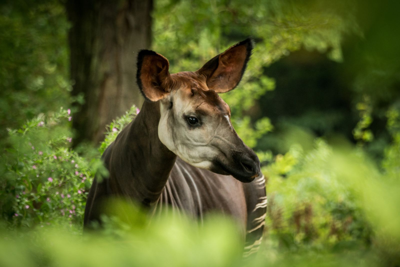 Okapi