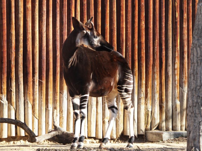 Okapi