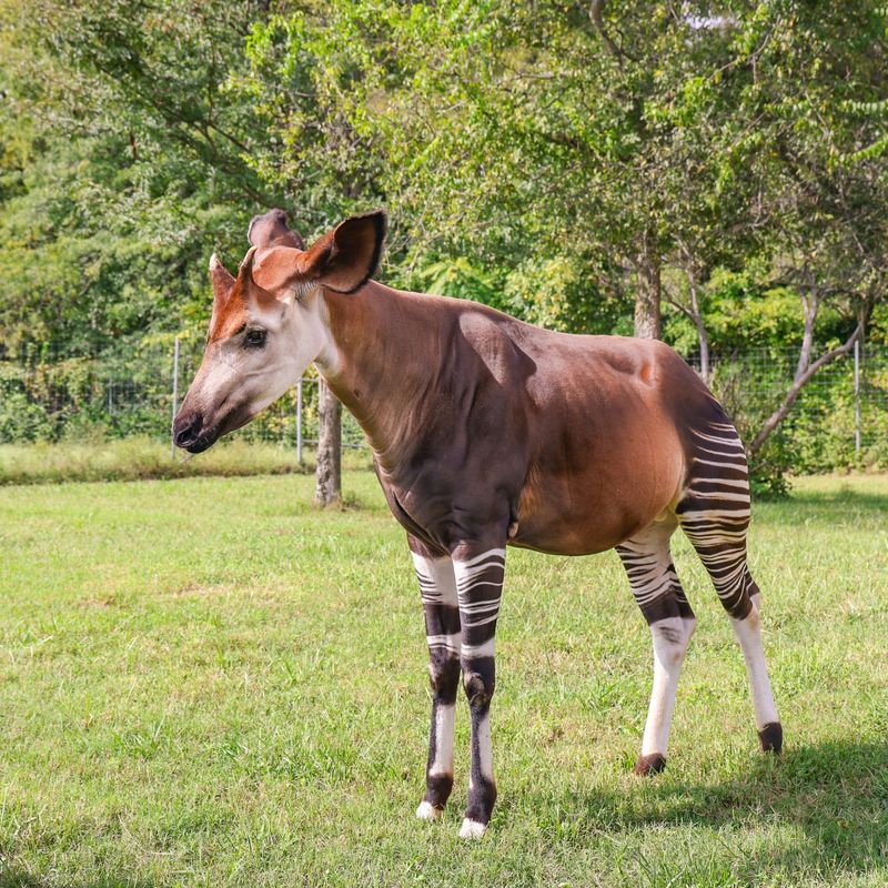 Okapi