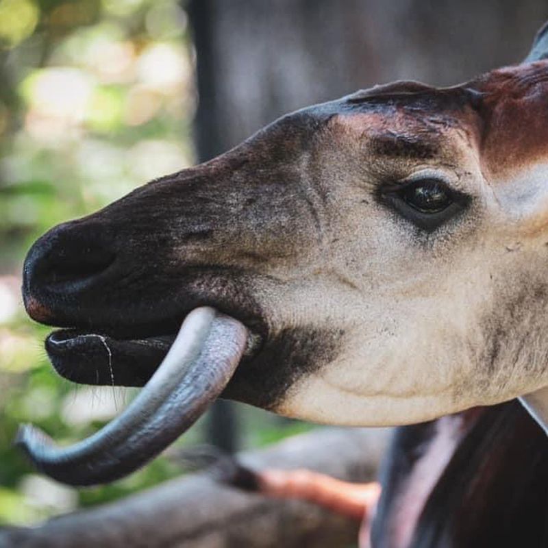 Okapi