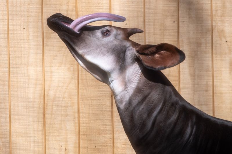 Okapi