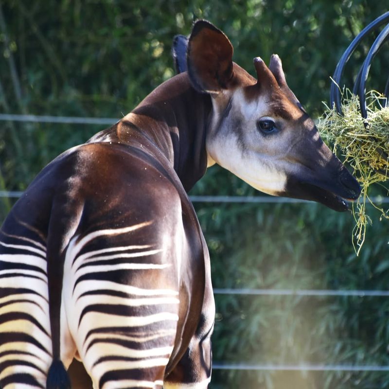 Okapi