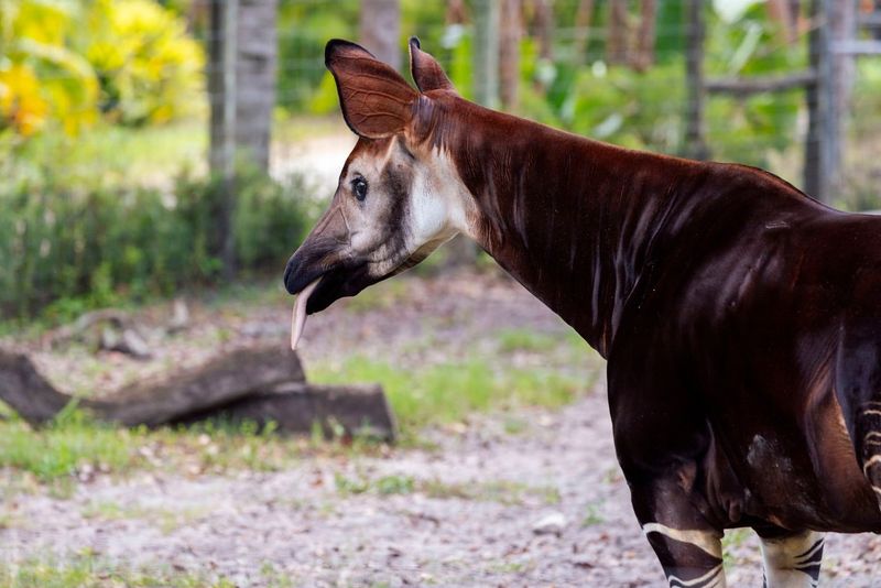 Okapi