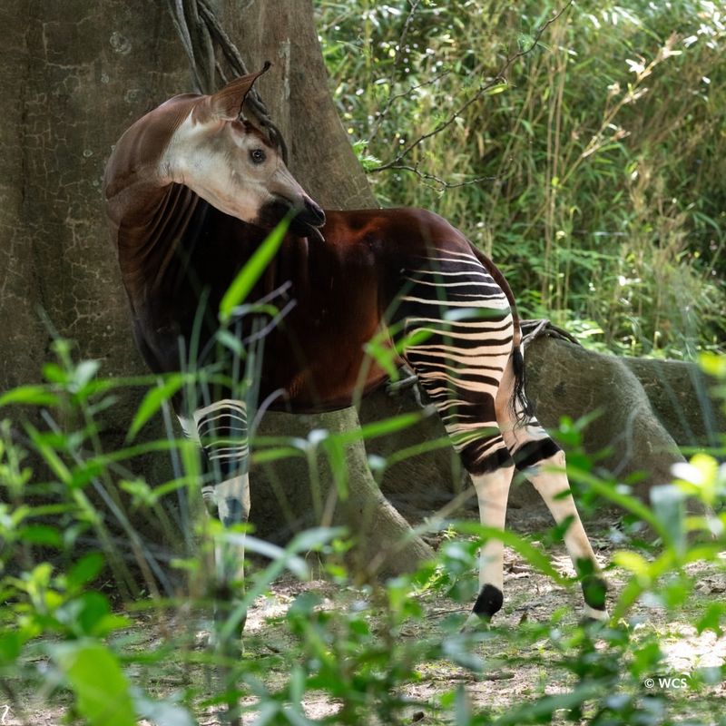 Okapi