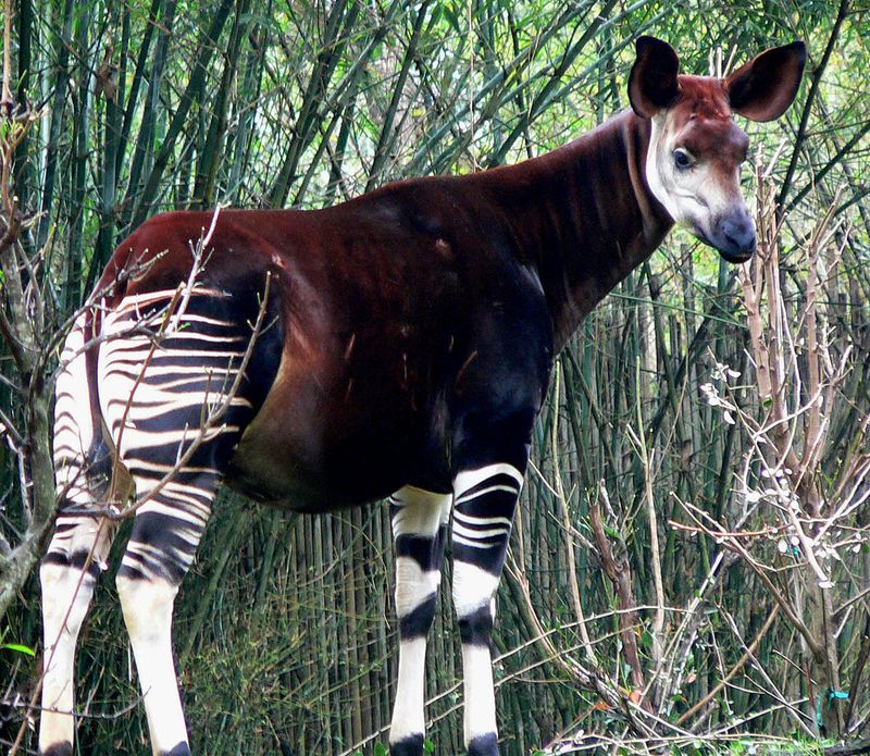 Okapi