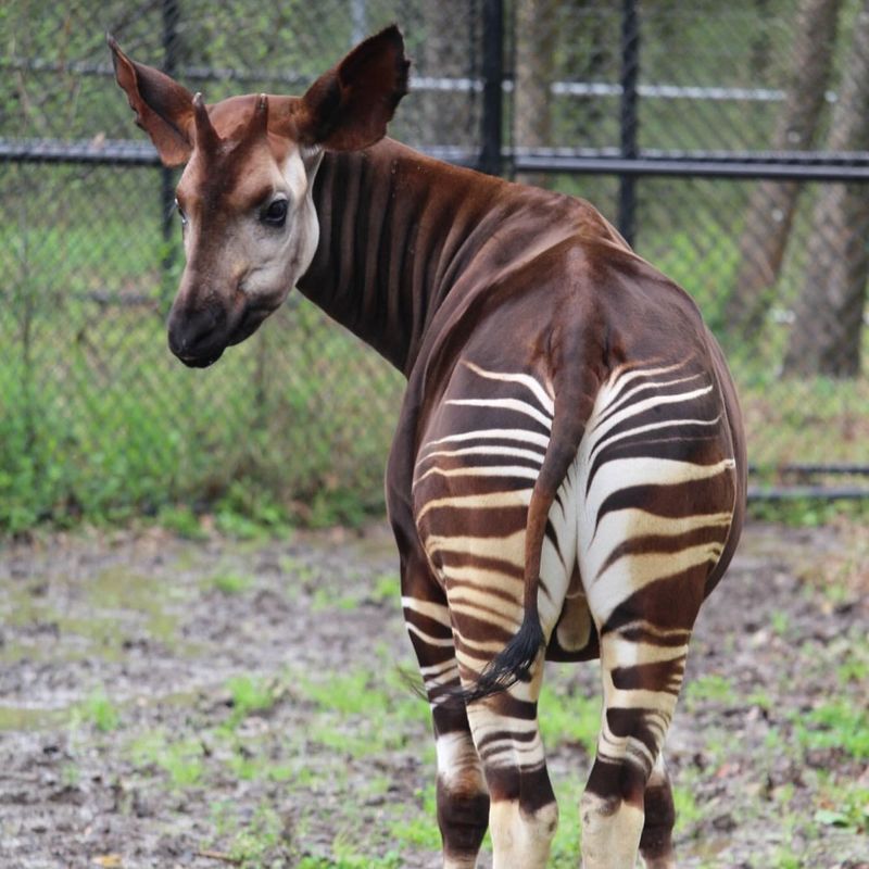 Okapi's Zebra-like Stripes