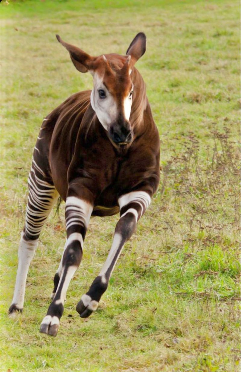 Okapi