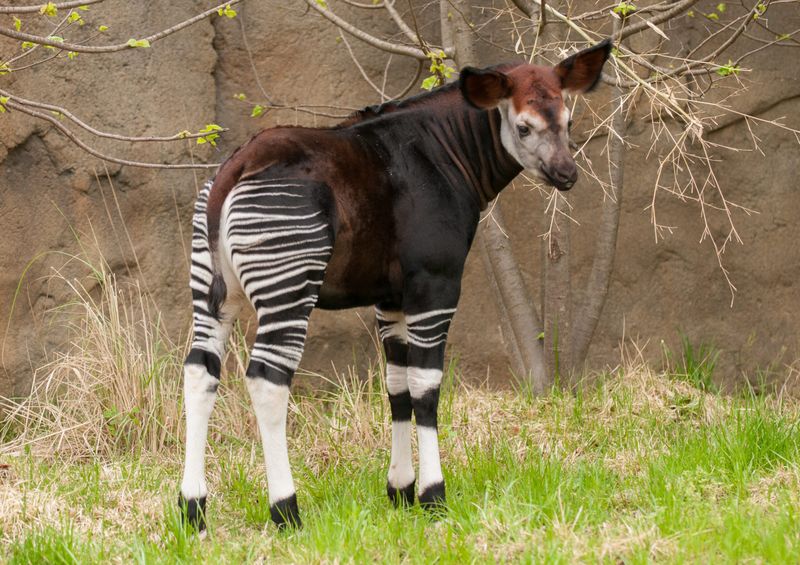 Okapi