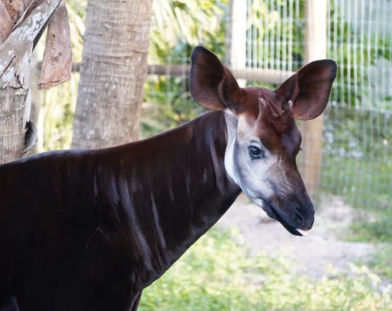 Okapi - Democratic Republic of the Congo