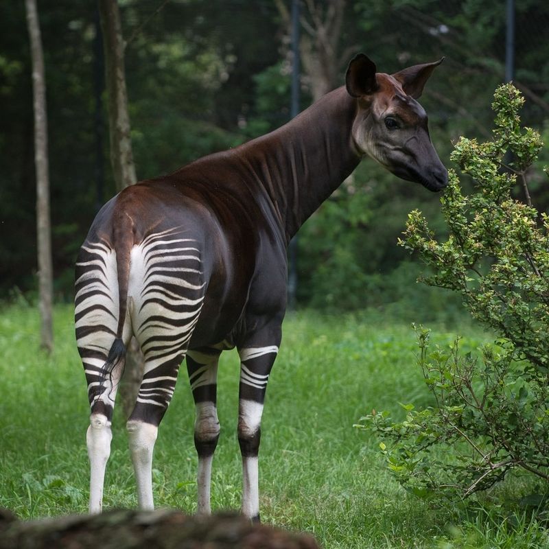 Okapi in the Democratic Republic of the Congo