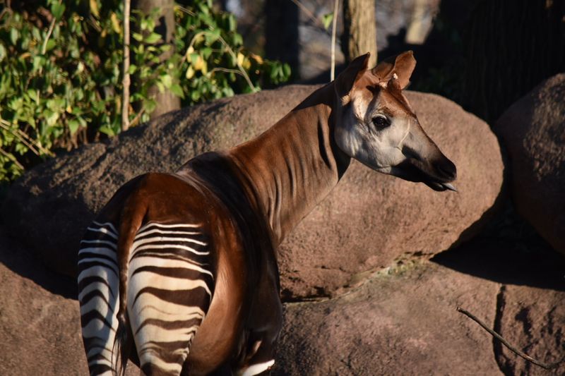 Okapis