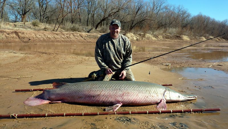 Oklahoma - Alligator Gar