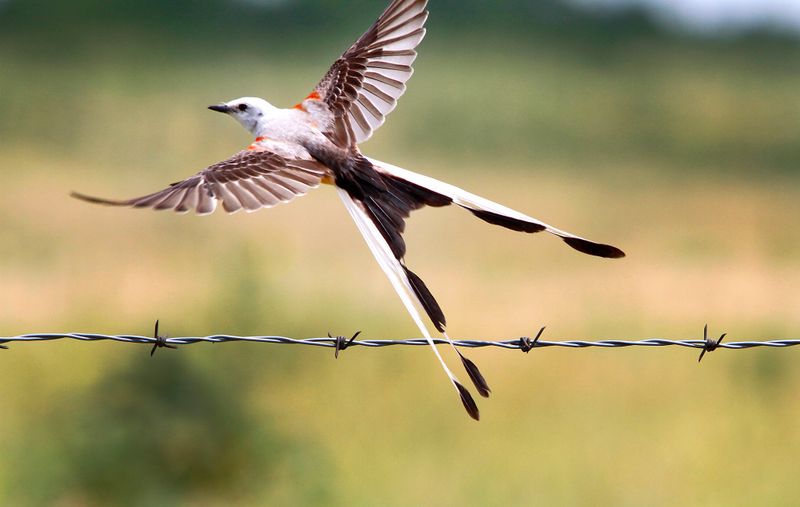 Oklahoma - Scissor-tailed Flycatcher