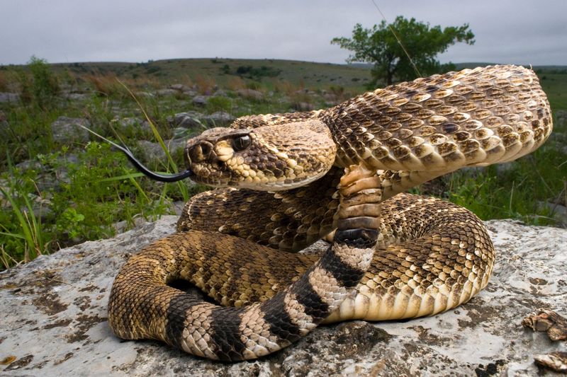 Oklahoma - Western Diamondback Rattlesnake