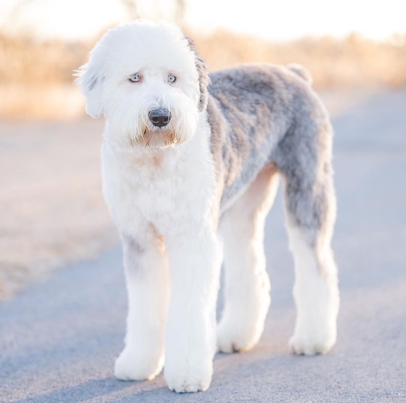 Old English Sheepdog