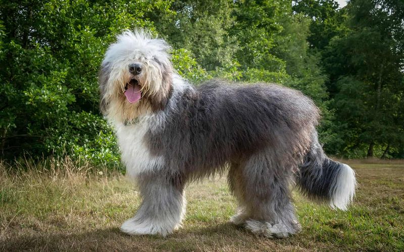 Old English Sheepdog