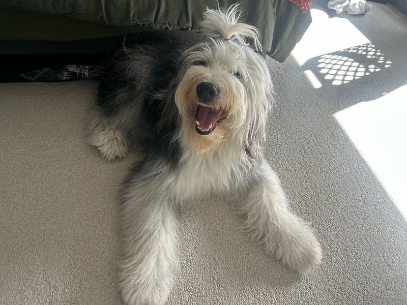 Old English Sheepdog