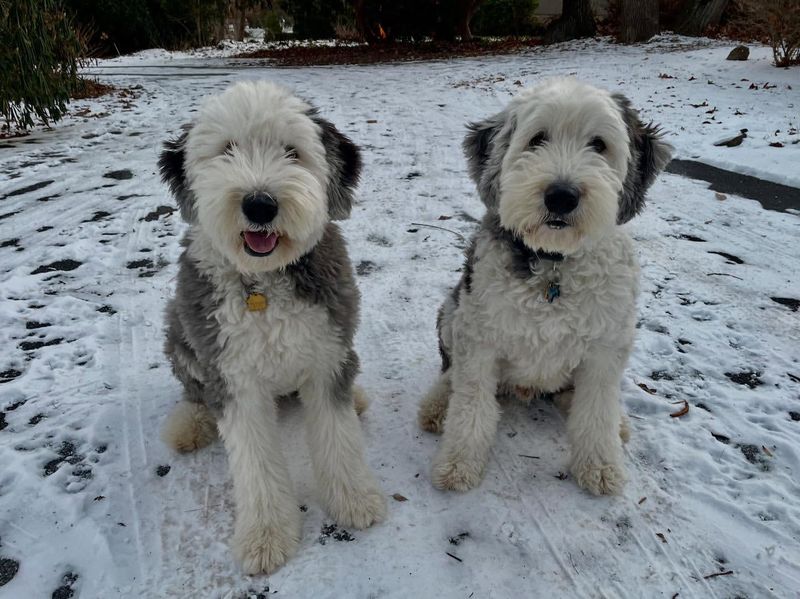 Old English Sheepdog