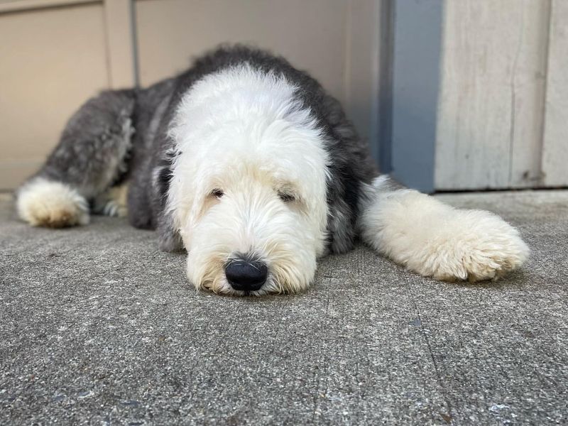 Old English Sheepdog