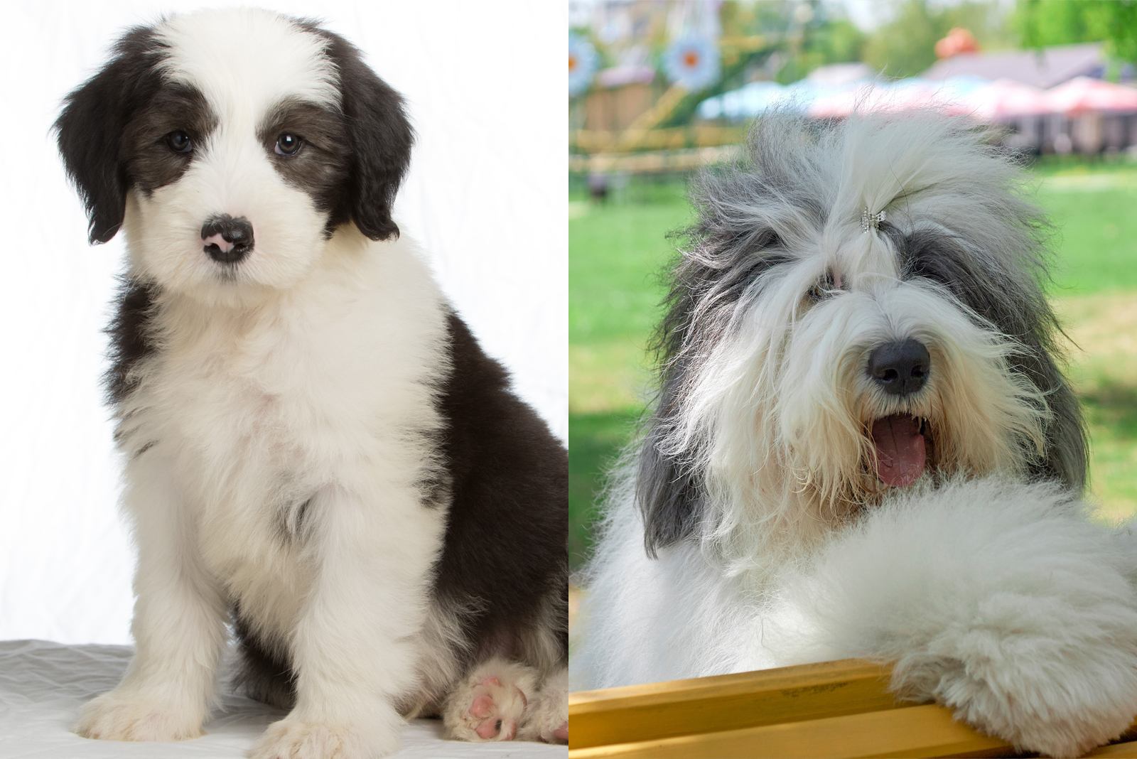 Old English Sheepdog