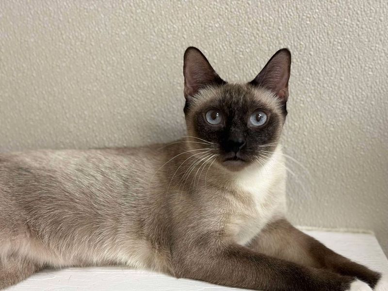 Old-Style Siamese