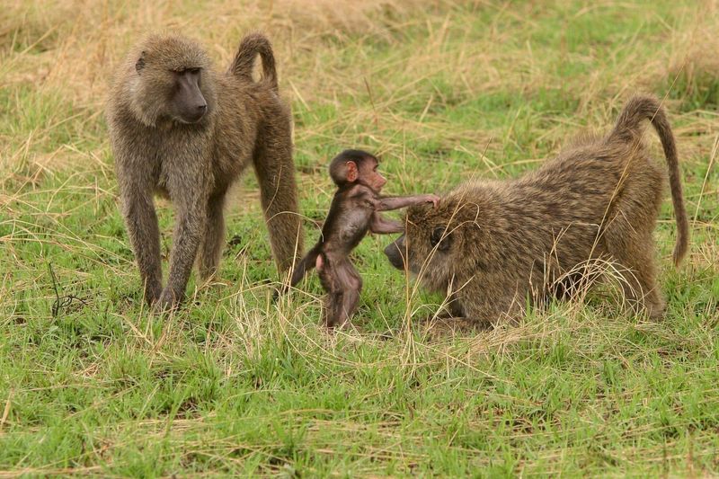 Olive Baboon