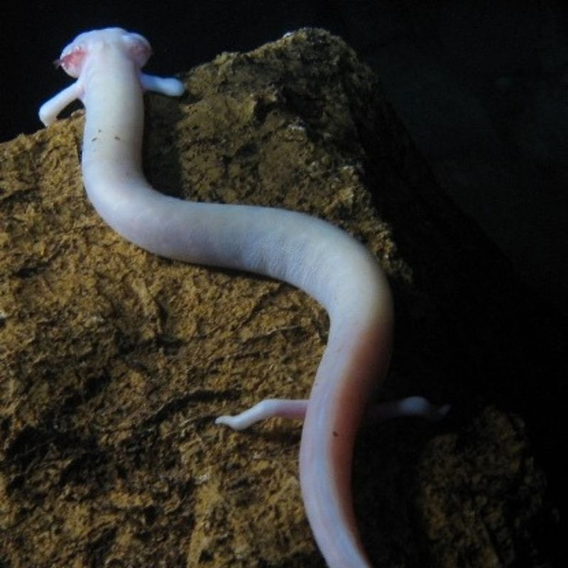 Olm