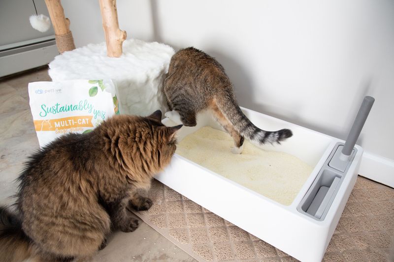 One Litter Box Per Cat Is Sufficient