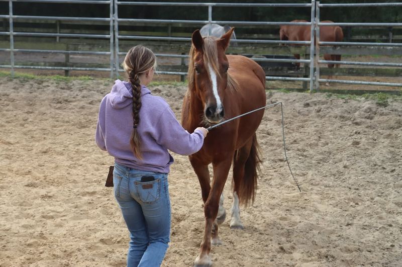 Only Professionals Can Train Horses