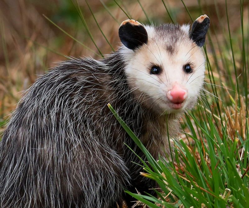 Opossum