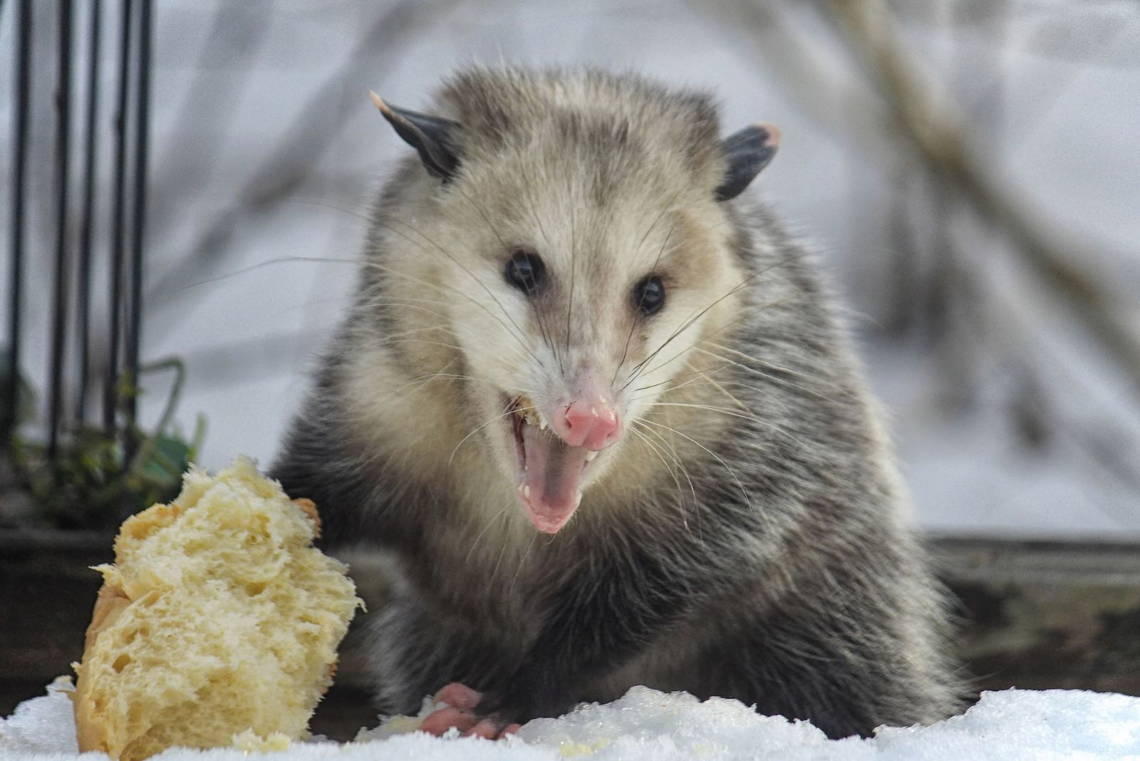 Opossum and Food scrap