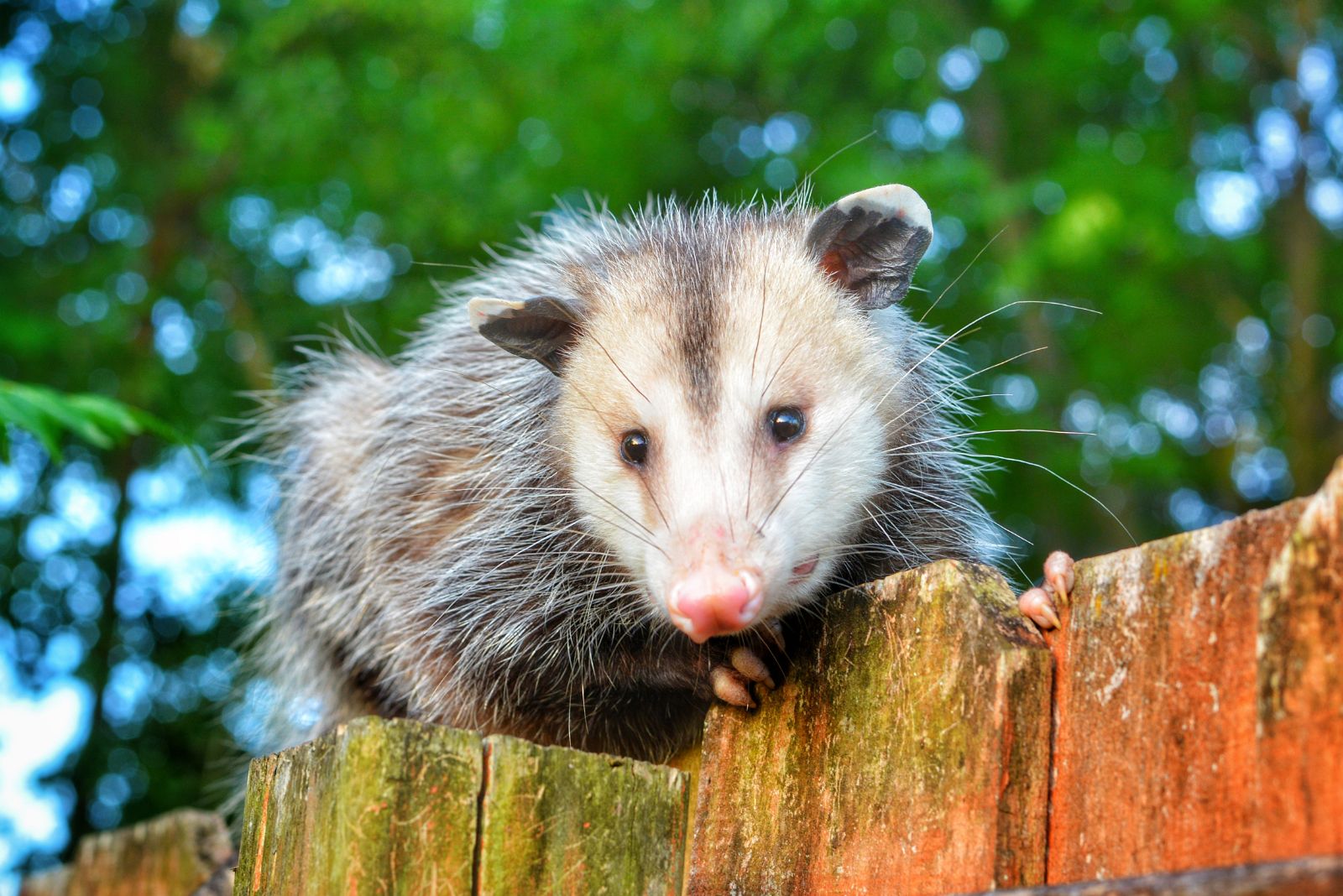 Opossum climbing on a fence