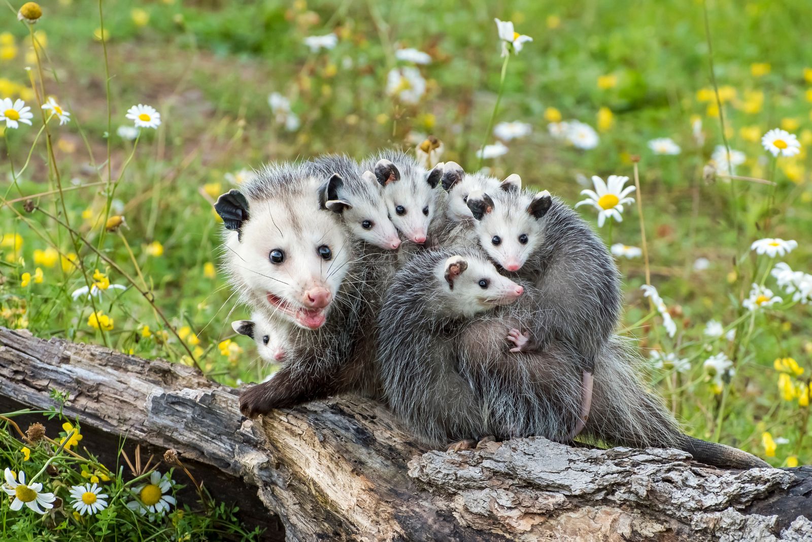 Opossum family