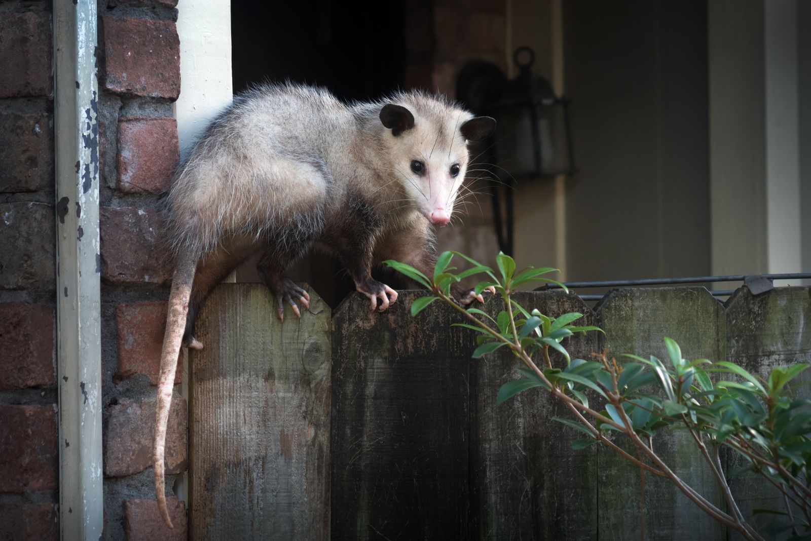 Opossum on fence