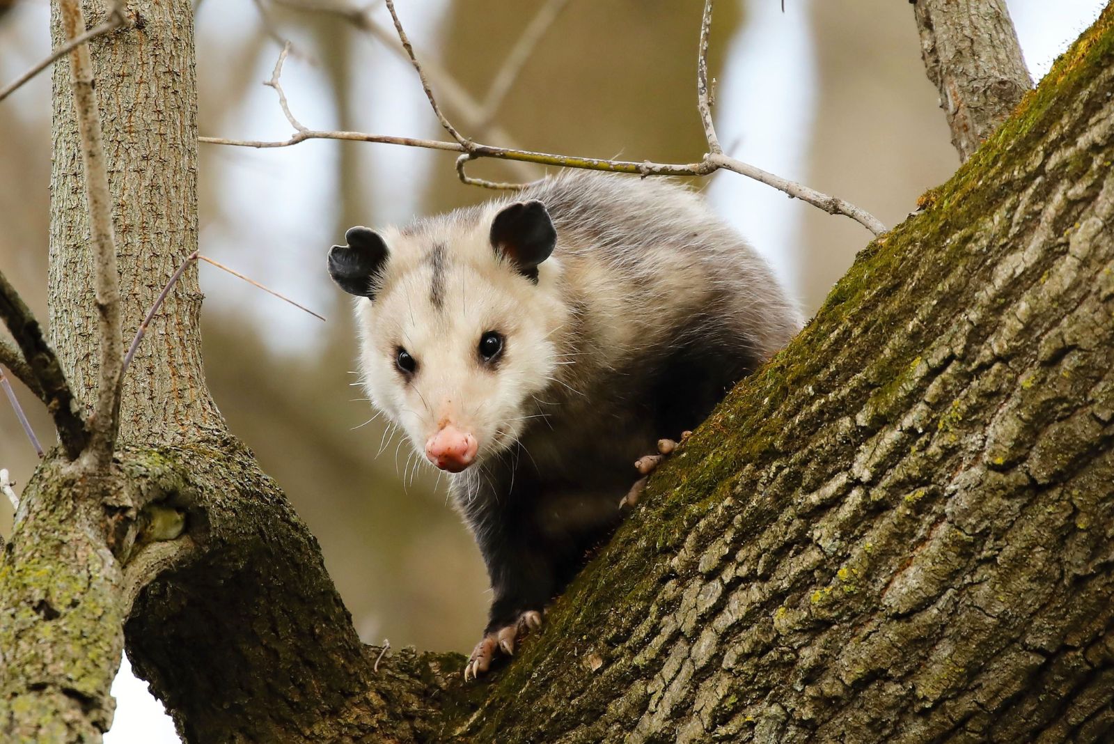 Opossum on tree