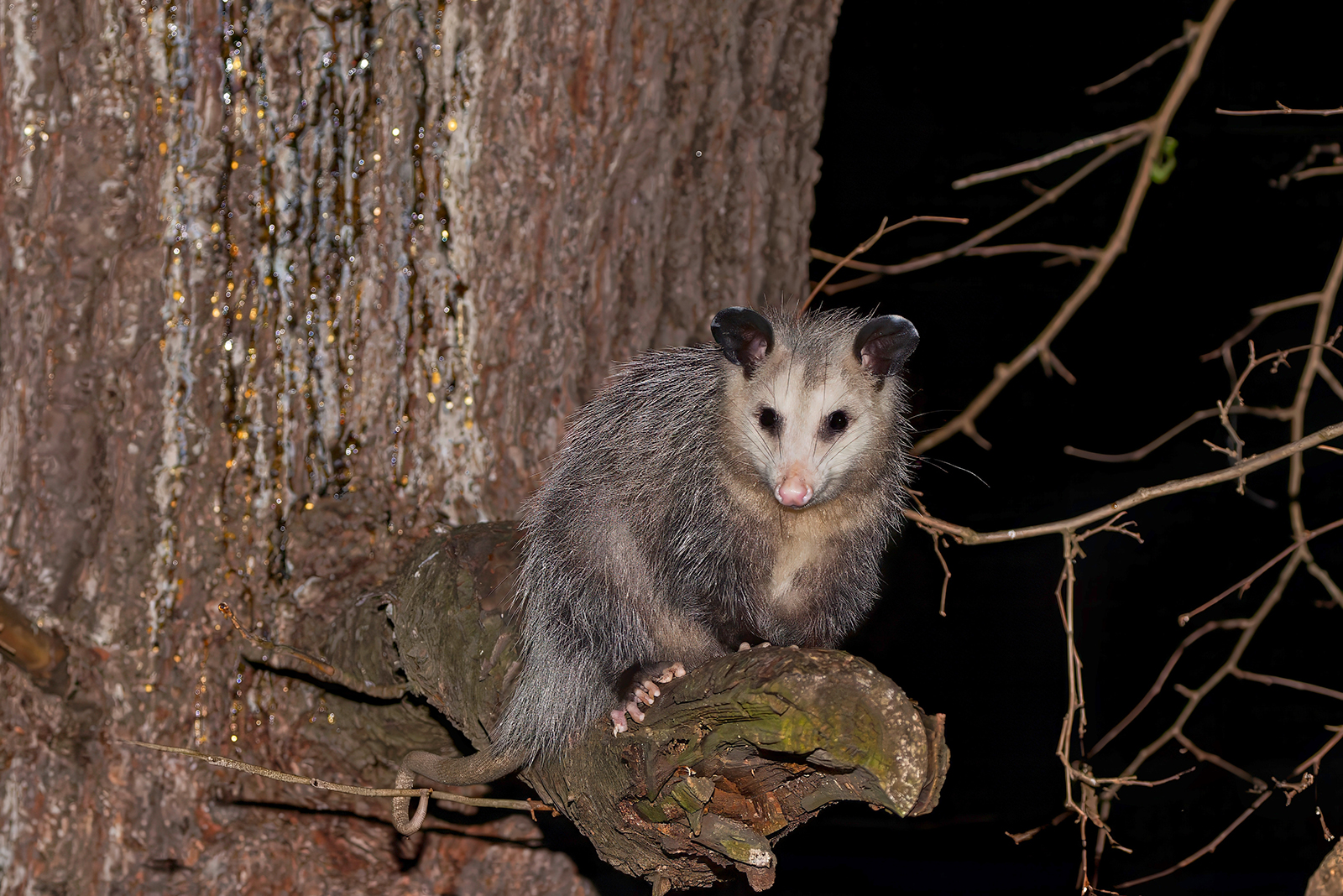 opossum