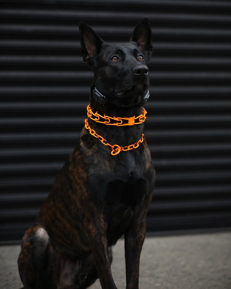 Orange Collar