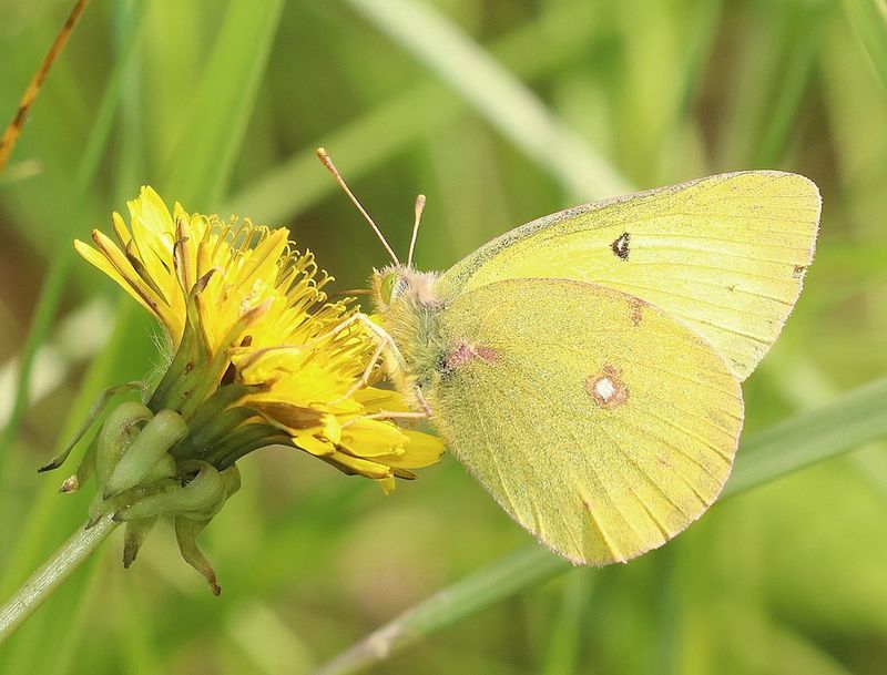 Orange Sulphur