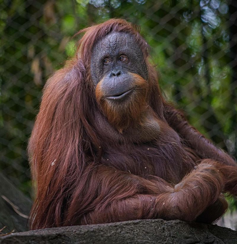 Orangutan