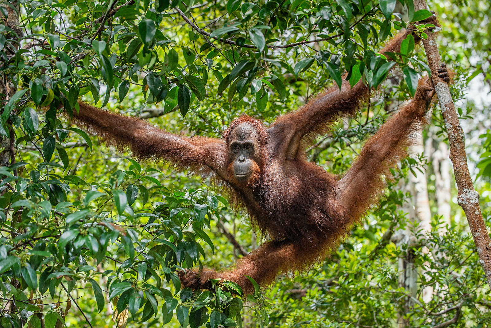 orangutan on tree