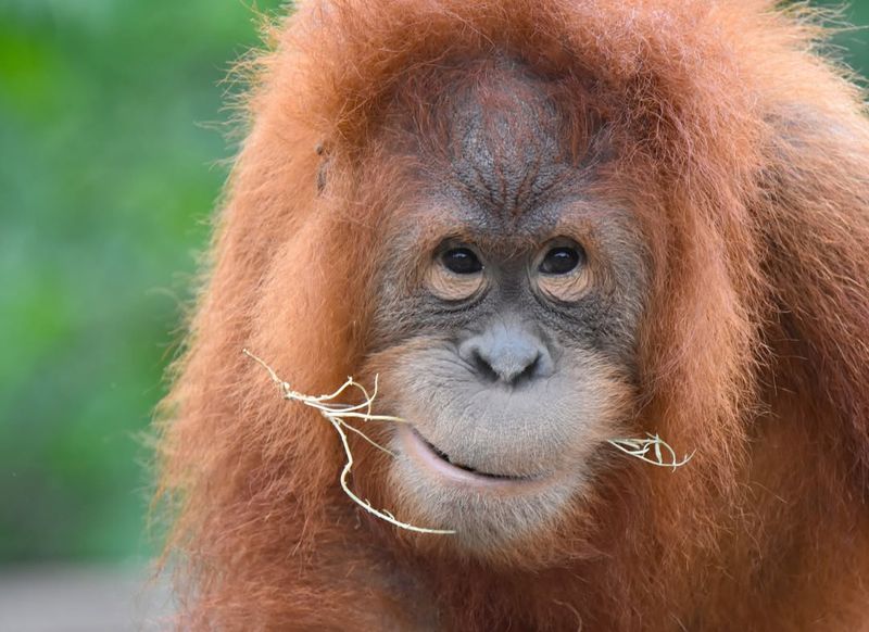 Orangutan