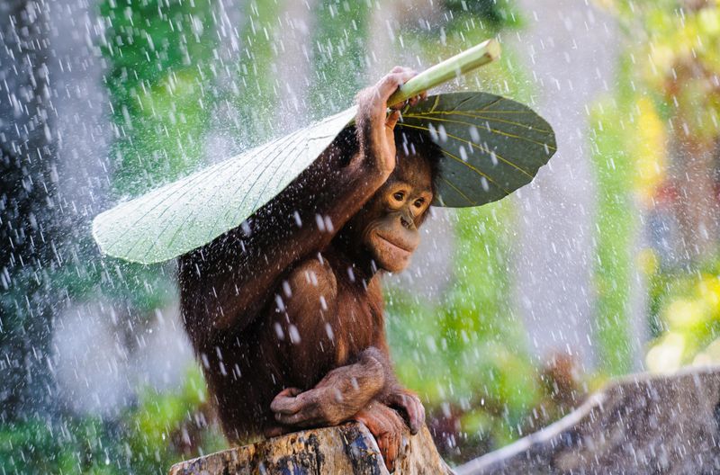 Orangutans and Umbrellas