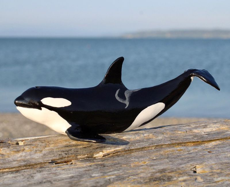 Orca (Killer Whale)