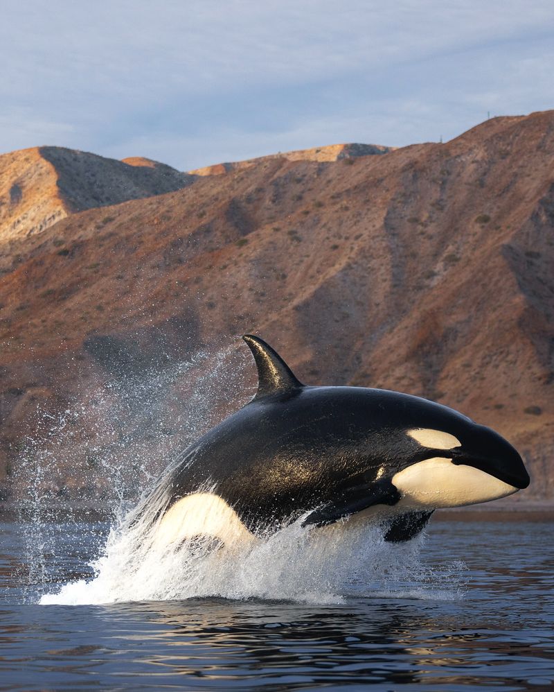 Orca (Killer Whale)