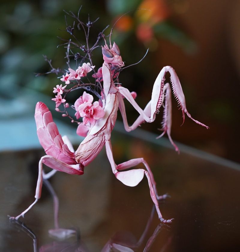 Orchid Mantis