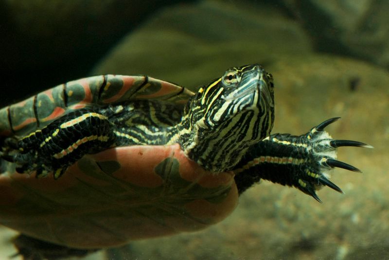 Oregon's Western Pond Turtle