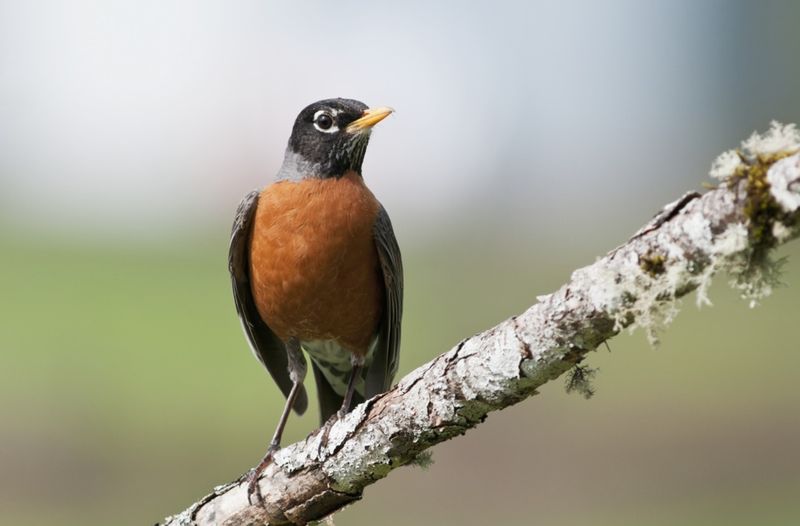 Oregon - American Robin